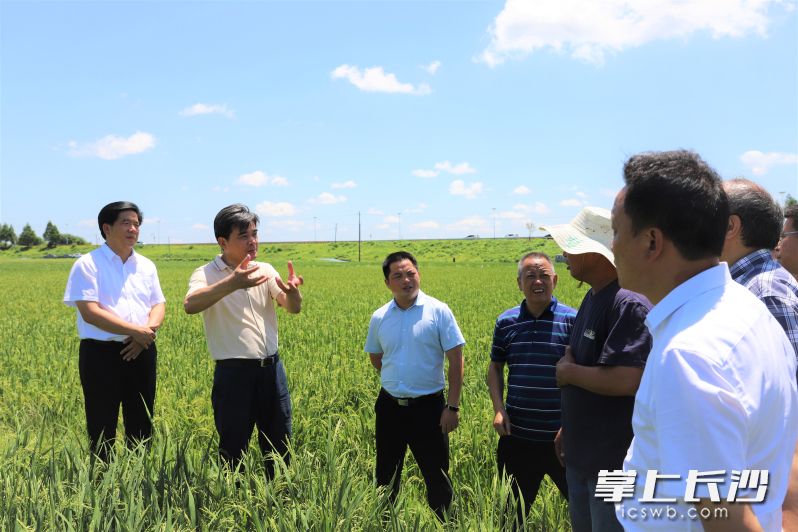 柏连阳院士（左二）带领团队深入宁乡双江口镇省级粮食生产万亩综合示范片，现场察看并进行指导。均为长沙晚报全媒体记者 张禹 通讯员 曹卫红 摄影报道
