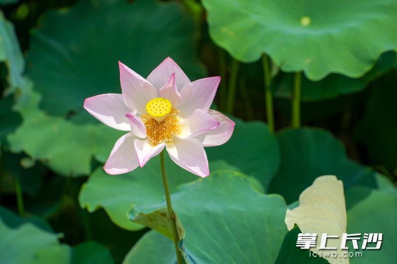 28日，开福区苏家托附近，池塘内的荷花竞相开放，当地也迎来了颜值最高的季节。长沙晚报全媒体记者 刘晓敏 实习生 谭煦萌 摄影报道