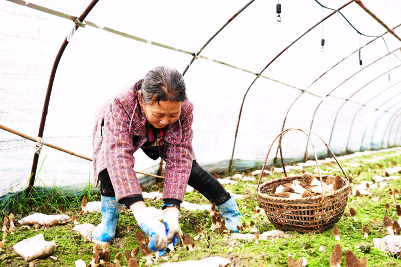 受雇的村姑农嫂采收鲜嫩的羊肚菌。均为长沙晚报全媒体记者 张禹 通讯员 段华良 摄影报道