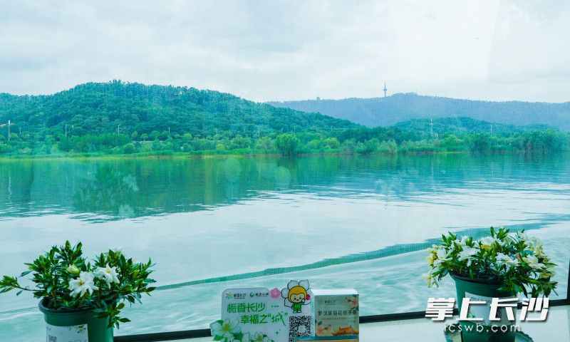 栀子花与岳麓山相遇。