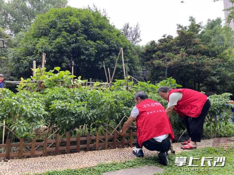 社区老党员为菜园子编制围栏。均为长沙晚报通讯员 祝萱 摄