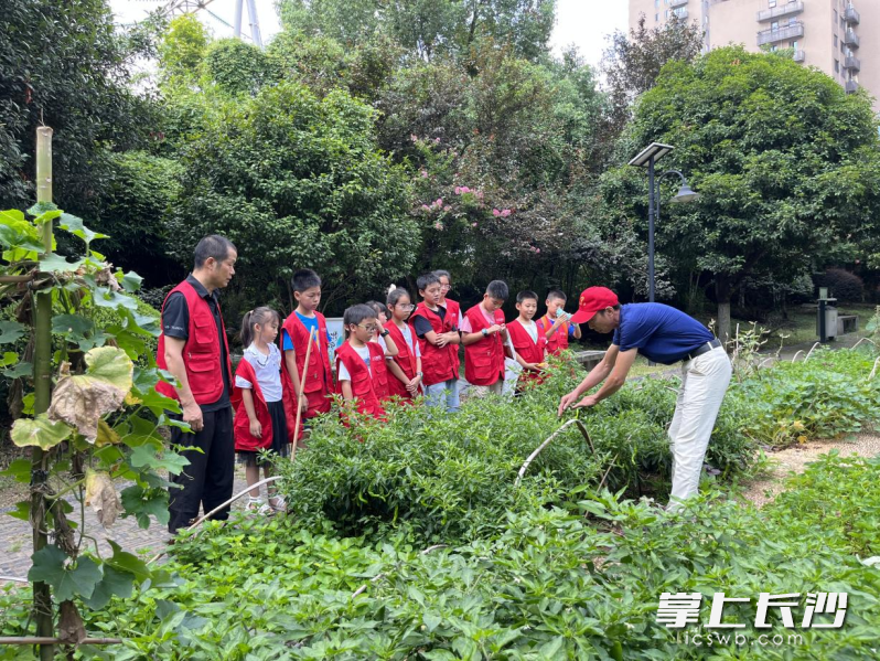 邓有泉为孩子们科普农作物相关知识。