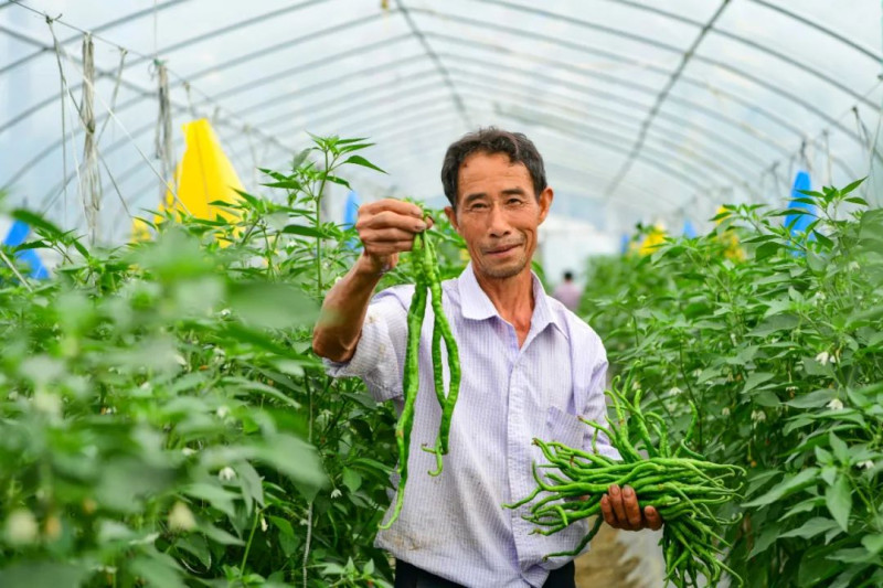 鸡肠子辣椒在葛家镇已有400多年种植历史。