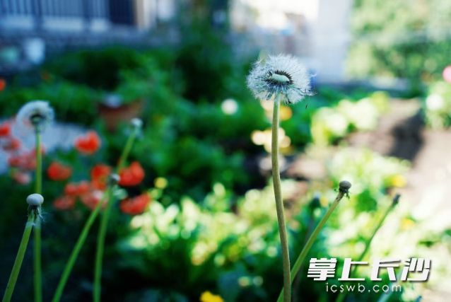 高温加上雨水，闷热感重新回归。 长沙晚报全媒体记者  舒元臻 摄