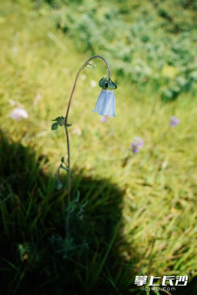 未来一周长沙多雷雨天气。 长沙晚报全媒体记者 舒元臻摄