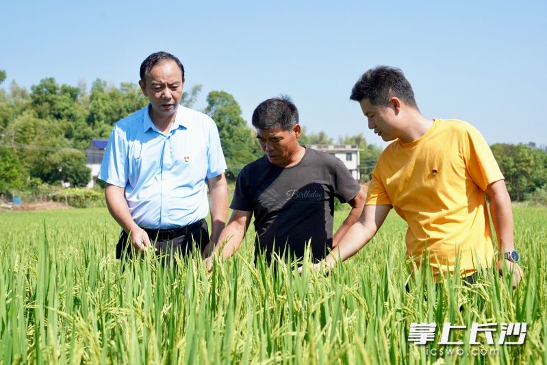 目前正是晚稻扬花出穗的关键期，在宁乡市道林镇河东新村，干群携手全力抗旱保水。
