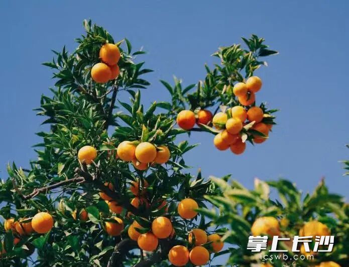 橘子洲上,橘树硕果累累。 橘子洲上,橘树硕果累累。