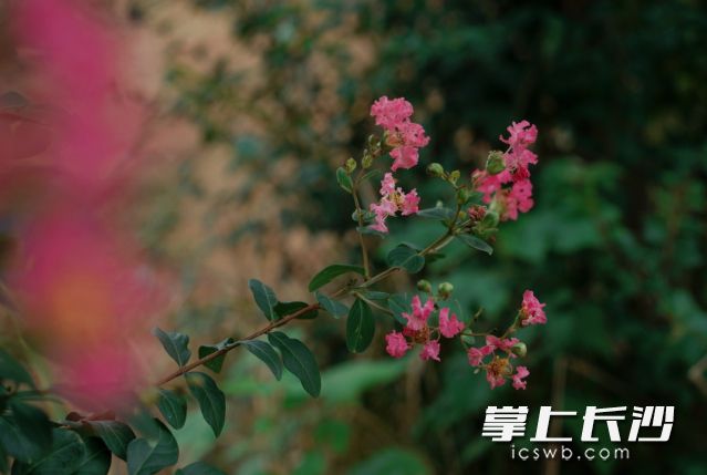 接下来一周长沙天气很友好，温度宜人，适合出行观美景。均为长沙晚报全媒体记者 舒元臻 摄