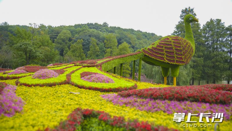 森林花海依旧精彩。