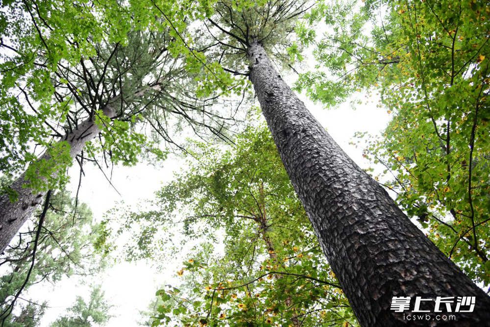 红松每年6月授粉，历经14个月生长期到第二年9月成熟。一般而言，红松从生长到结果要20年左右，30年后结出松子才颗粒饱满，然后是一个长达千年结果期。这两年，红松市场需求持续增长，人工红松林还未成规模，整个东三省，红松原料主要依靠长白山供给。这些野生红松是全球品质最好的红松之一，无人工施肥、施药、无污染，松子富含磷、铁等微量元素，健康美味。