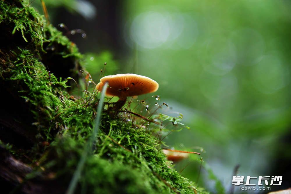 在这片原始森林，每立方米有6.8万个负氧离子，野菜、榛蘑、林蛙这些山珍随处可见。