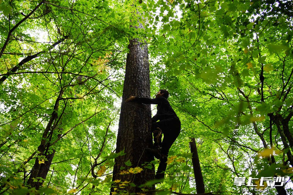 松塔采摘靠的最原始人力。每年8月下旬，成都的“二娃子”（小名）就来到东北，和同伴背着工具徒步进入林区。早些年，交通不变，山大林深，采摘的工人在山上建一个临时窝棚，带上粮食蔬菜，吃住在山上。