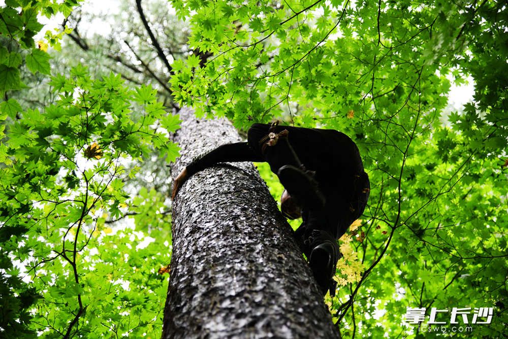 二娃子采了5年松塔，熟能生巧，1分16秒就能爬上一棵30米高红松，最高纪录爬过40多米高松树，相当于13层楼高。在树上，他如猿猴般灵巧。