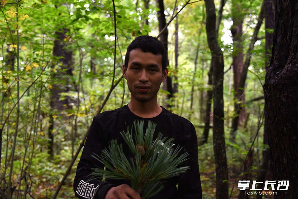 因为气候原因，今年露水河产区几大面积“减产”，松塔产量比最高年份时减产近一半，不过从目前枝头结小松塔来看，明年将迎来一个难得大年。