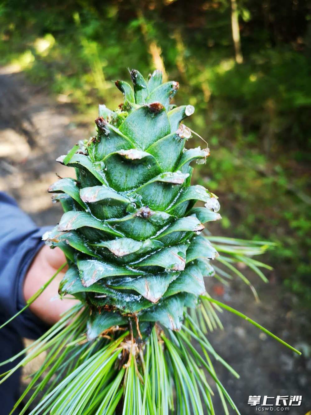 红松松塔个头较大，松籽颗粒大，果肉饱满。按一般行情，每4.5斤至5斤松塔最多产1斤松籽。