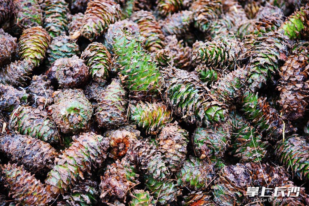 新鲜翠绿松塔从大山背出来，摊晒在工厂空地上，等松塔脱水，颜色变为棕色后即可脱塔。