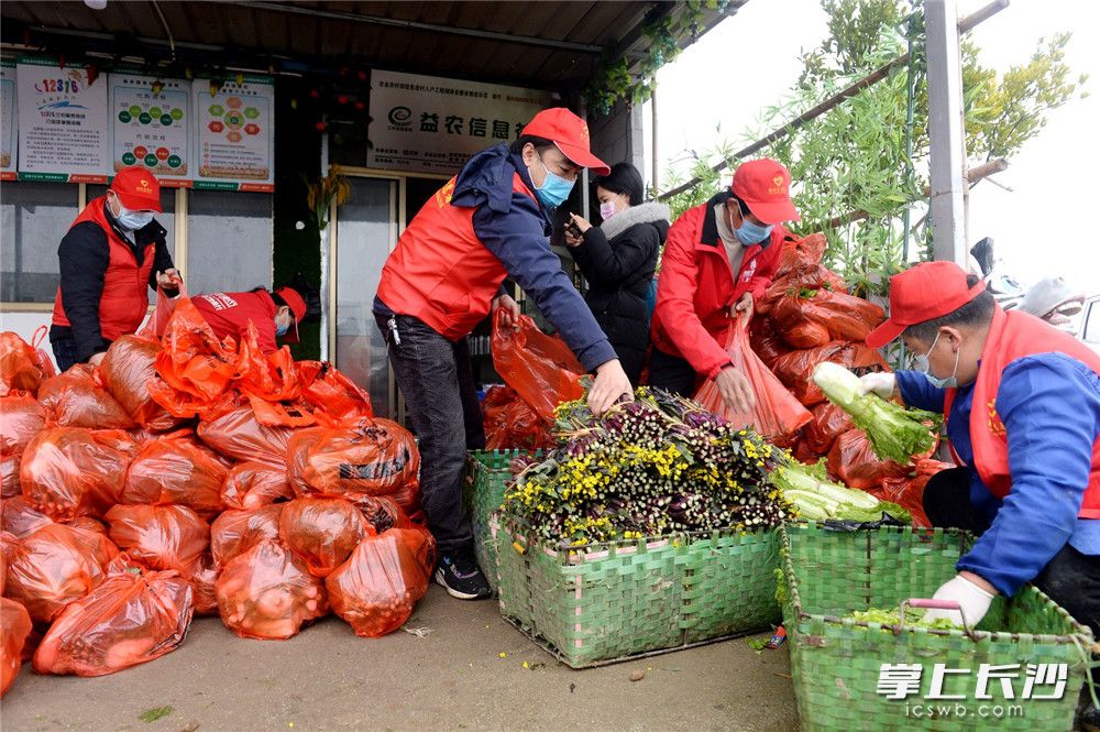 天心区的党员和志愿者正对蔬菜进行分拣打包，准备送到市民小区门口。长沙晚报全媒体记者 石祯专 摄