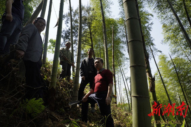 （4月28日，城步苗族自治县儒林镇新枧水村，省商务厅驻村帮扶工作队队长、村党支部第一书记黄新建（右一）在了解南竹低改情况。）