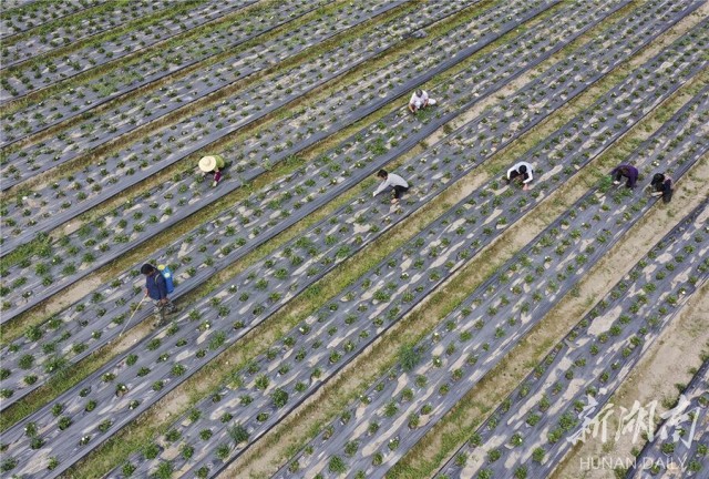 (永州市零陵区“花卉经济”助推脱贫攻坚。)