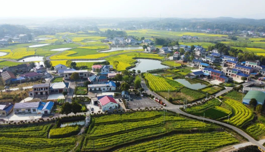 ▲油菜花围着的陈家桥村，田园阡陌，屋舍俨然。