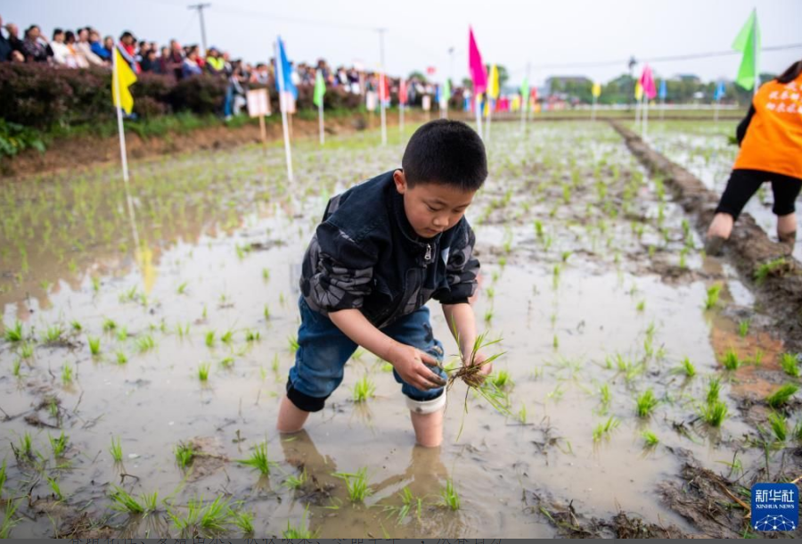 ▲孩子们在竞赛插秧。新华社记者 陈思汗 摄