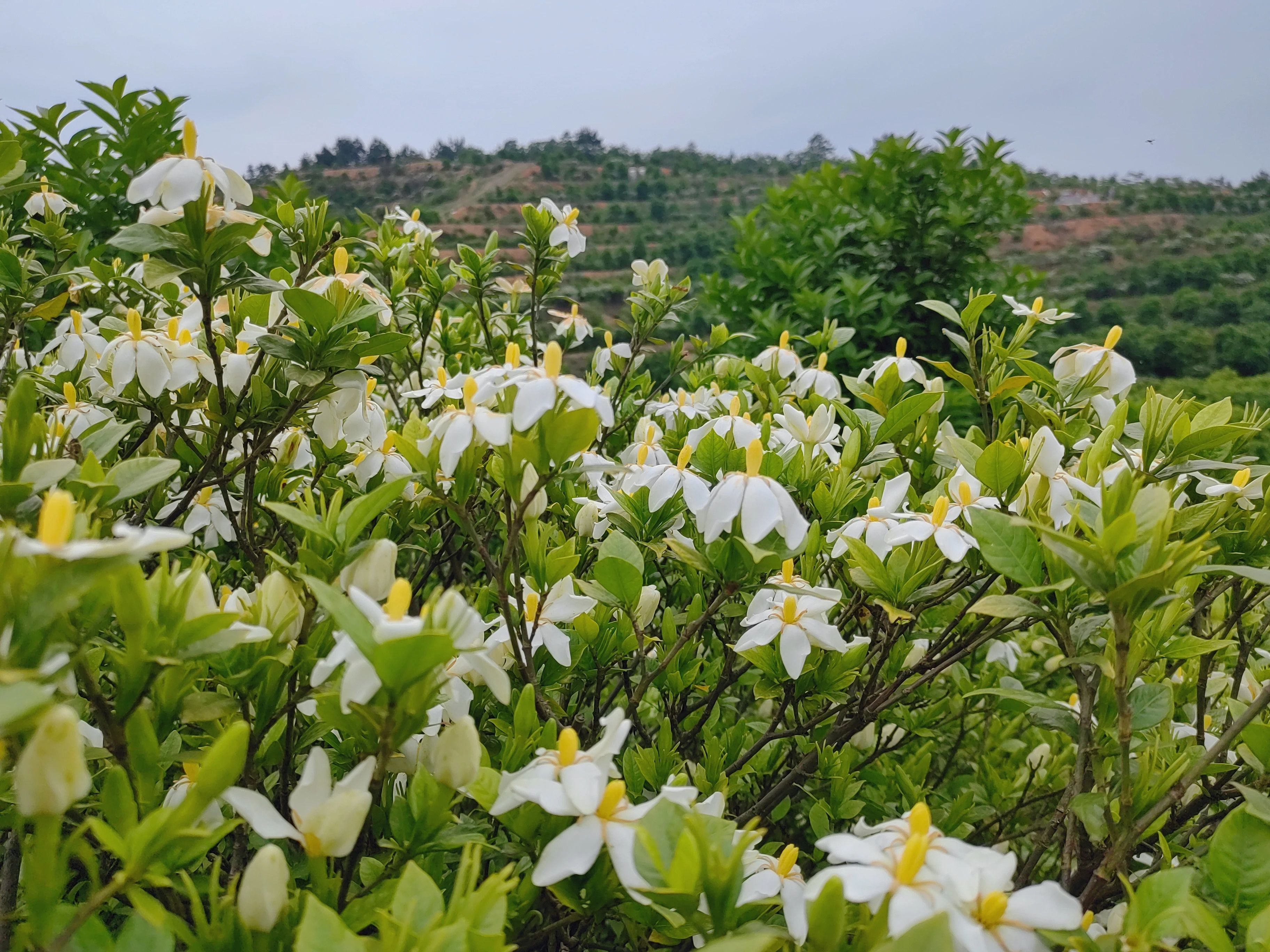 ▲喻家坳乡万亩栀子花香清香扑面。