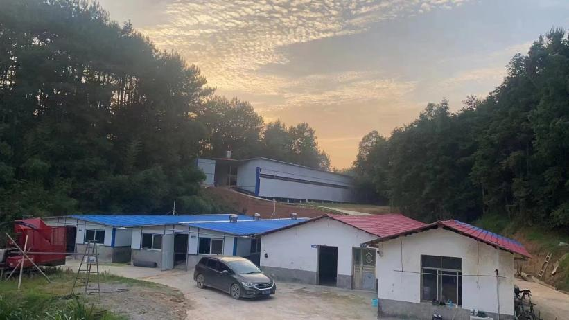 鸿富村黑山羊养殖基地