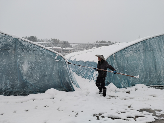 龙田镇横岭村组织群众清扫烟叶大棚积雪