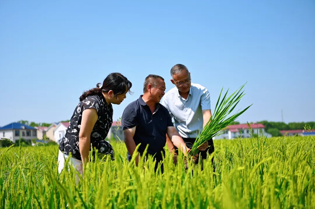 浏阳市洞阳镇的高标准农田水稻长势喜人。 浏阳市洞阳镇的高标准农田水稻长势喜人。