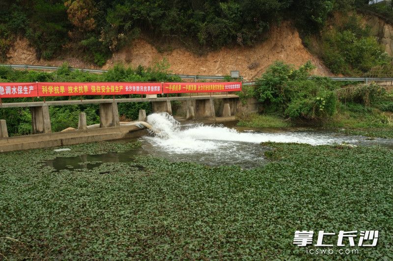 8月30日,含浦街道芝字港村,楼席港河上游,抗旱服务队安放的水泵正源源不断抽水送入河道,滋润附近农田。长沙晚报全媒体记者 张洋子 摄 8月30日,含浦街道芝字港村,楼席港河上游,抗旱服务队安放的水泵正源源不断抽水送入河道,滋润附近农田。长沙晚报全媒体记者 张洋子 摄