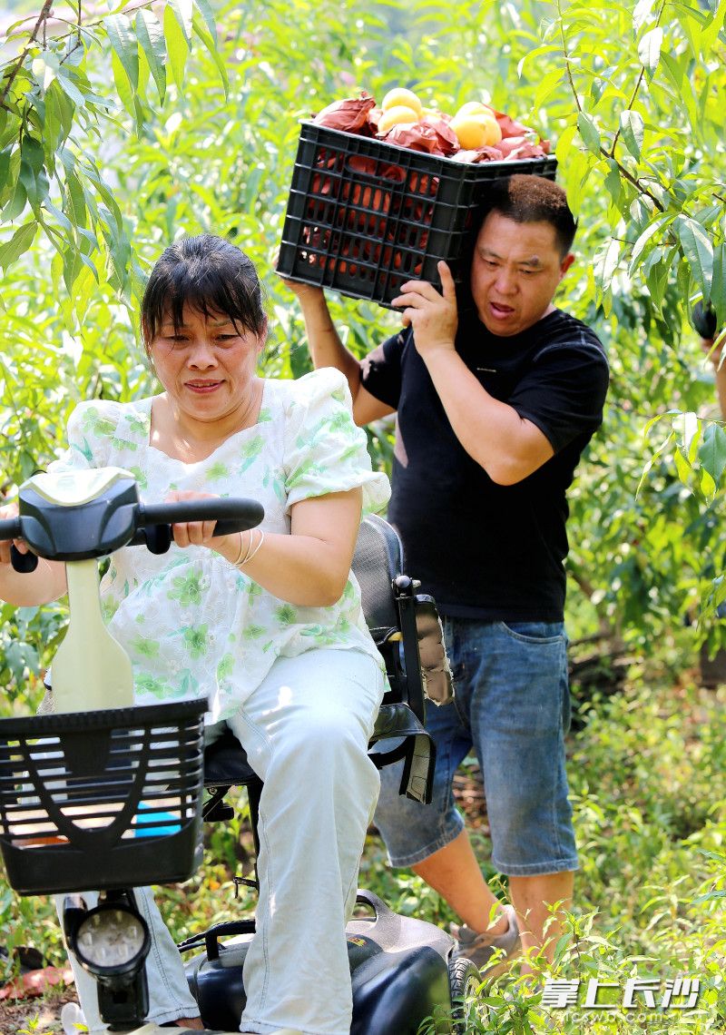 黄桃个大果甜。