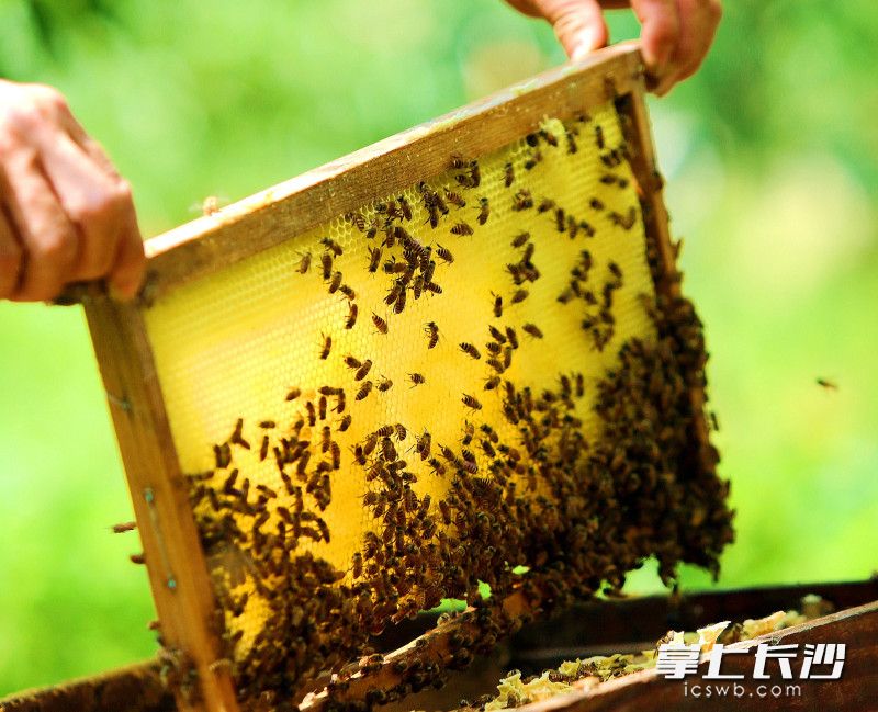 蜂蜜是夫妇俩的重要收入来源之一。