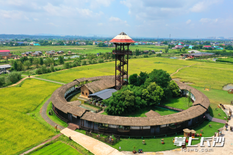 双江口稻花香里。