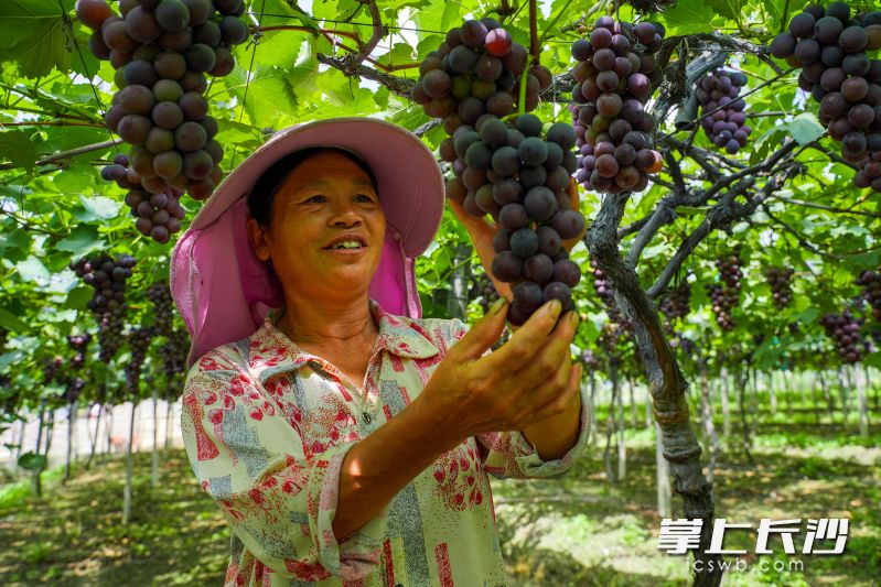 村民正在修建葡萄。