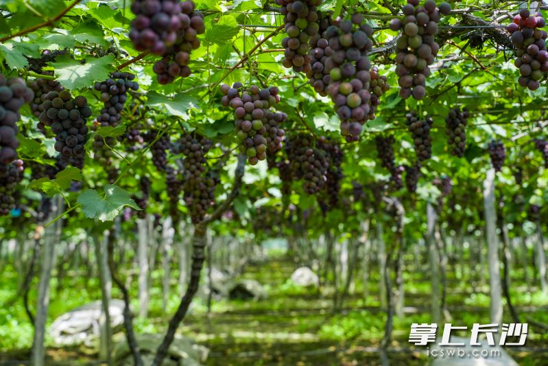 俯身钻进葡萄架，紫色葡萄一望无际。