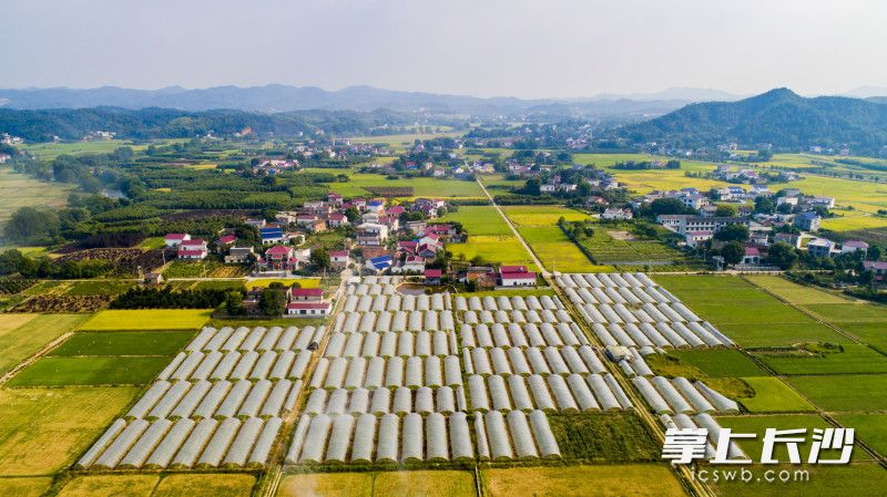 浏阳市官桥镇成片的苗木扮靓了美丽乡村,在扶贫队帮助下,苗木种植打开了市场,给村民带来了实际的效益。 浏阳市官桥镇成片的苗木扮靓了美丽乡村,在扶贫队帮助下,苗木种植打开了市场,给村民带来了实际的效益。