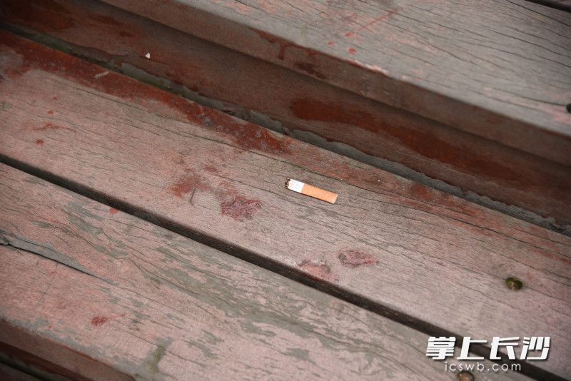 游客随手将烟头丢弃在景区游道上。长沙晚报全媒体记者 刘琦 摄