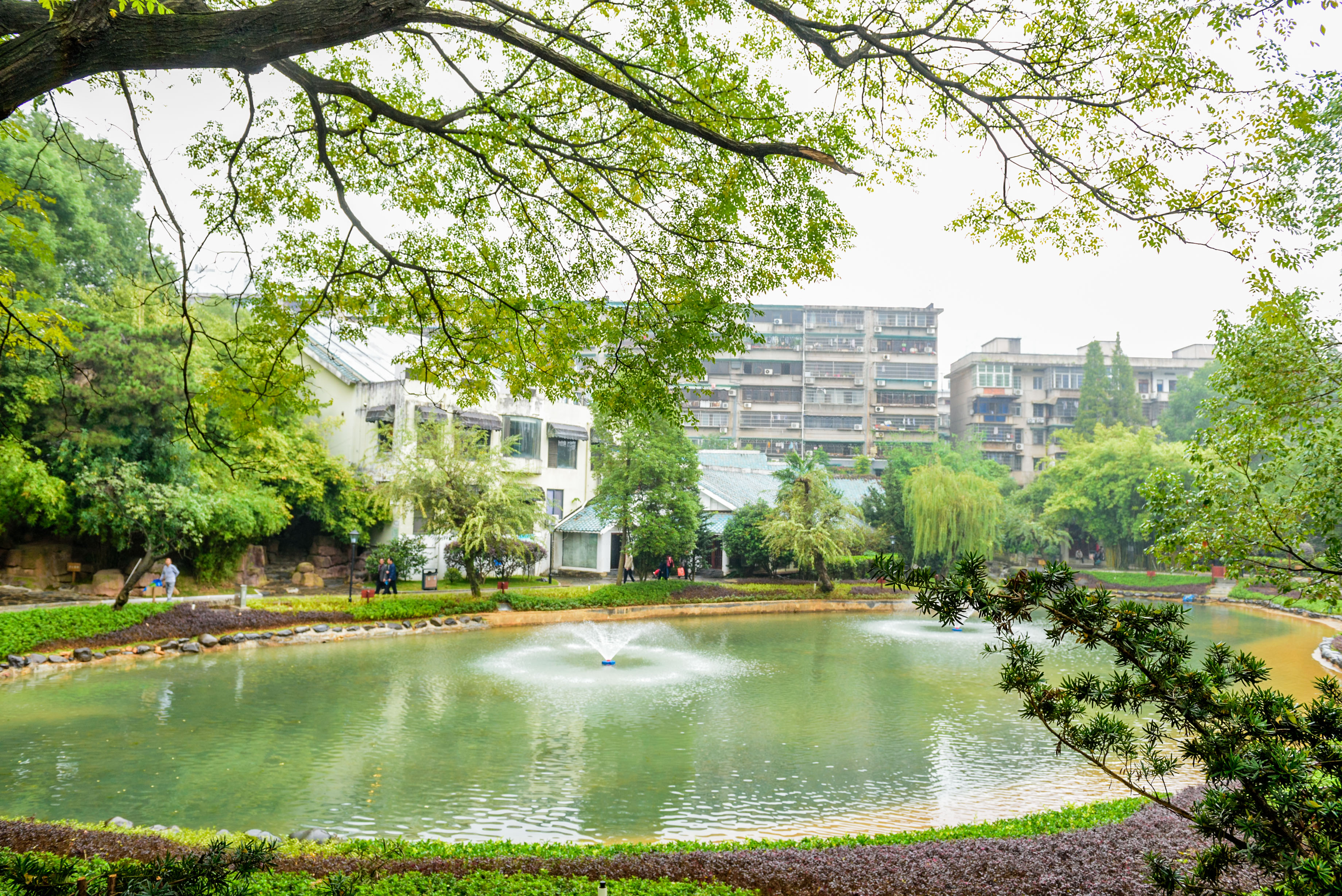 提质后的桂花公园11月1日正式开园，养眼的绿色风景、灵动的公园水系，为城中心再添一座会呼吸的公园。  长沙晚报全媒体记者  陈飞 摄