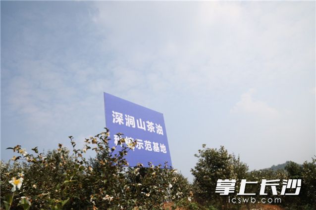 深涧山茶油种植示范基地花果同期，欣欣向荣。