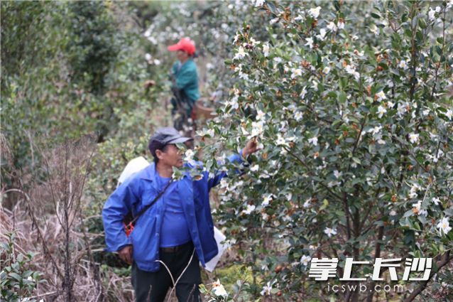 一年一度的采摘期，农户们脸上洋溢着丰收的喜悦。