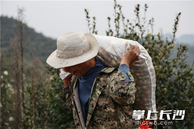 基地油茶果产量喜人