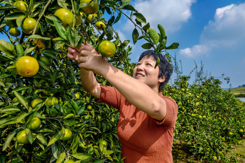 双江口镇左家山村柑橘丰收，村民正开心采摘。资料图片