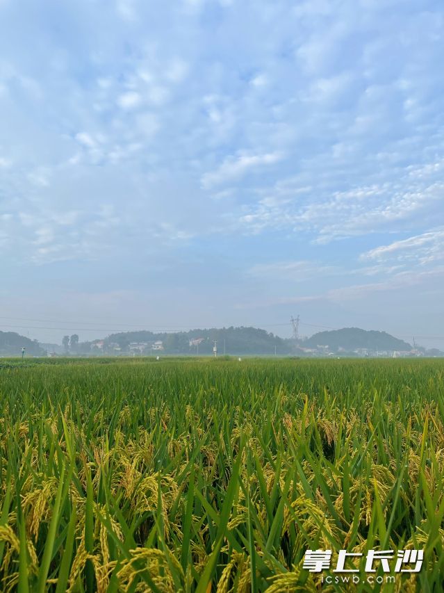 长假后期长沙最高气温将升至36℃左右。 长沙晚报全媒体记者 舒元臻 摄