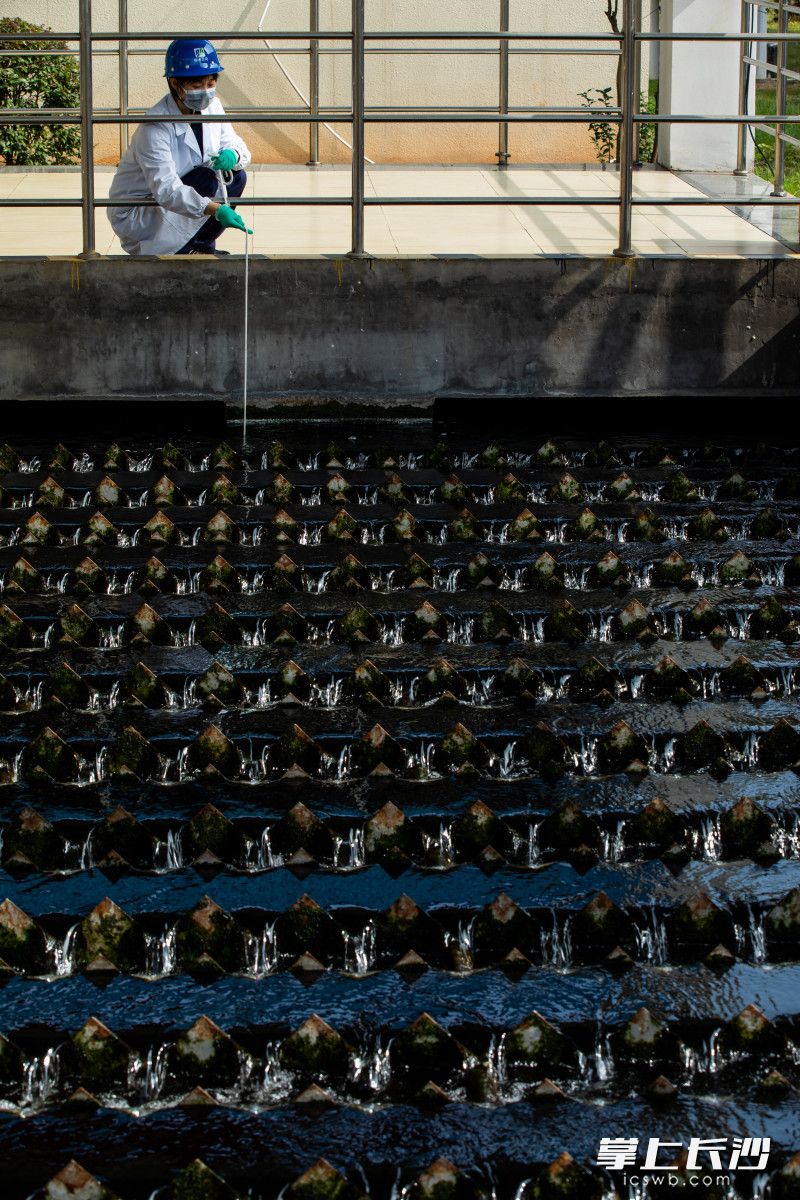 新开铺水质净化厂化验班人员在厂区出水排放口测量水温。均为长沙晚报全媒体记者 董阳 摄