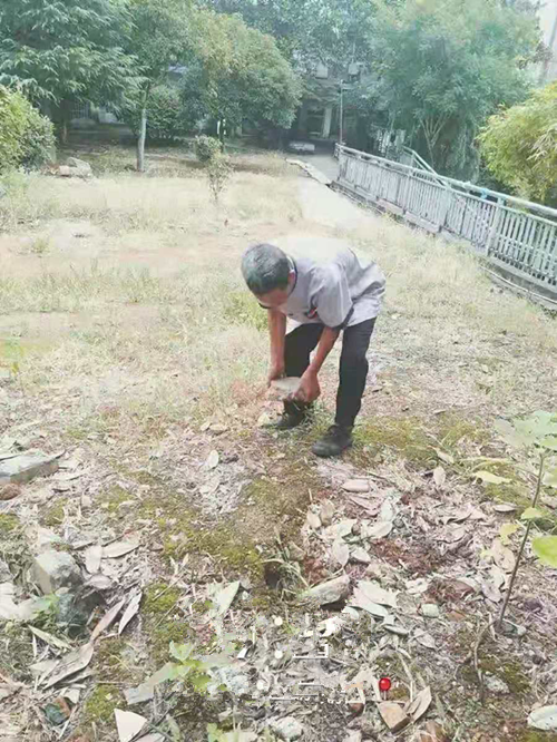 原来的四医院花园，到处杂草丛生，杂树乱长，大小石子、瓦片、废弃杂物……满地都是。