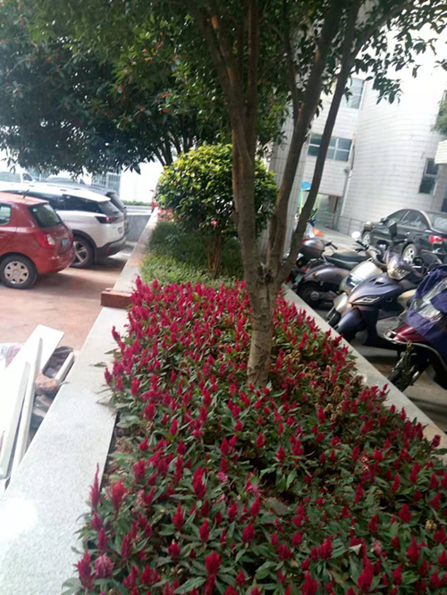 现在你走到四医院，有如走进花园呢，花坛内都是花花草草，生机勃勃!