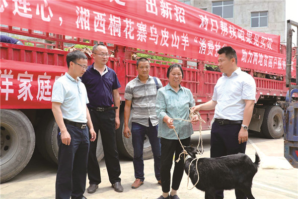 宁乡市购买的咱果乡乌皮山羊运达大屯营镇大屯营村。资料图片