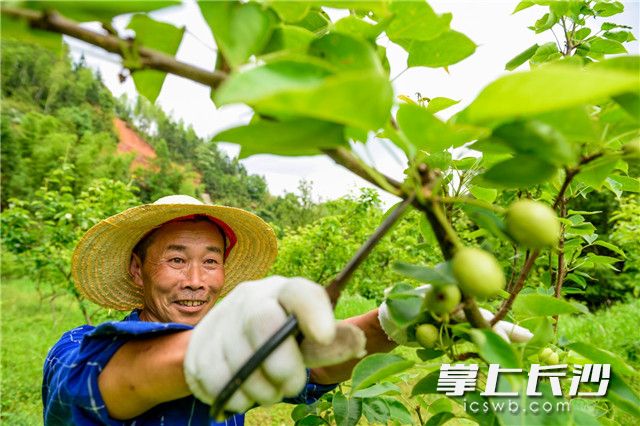 搬得出、稳得住、能致富，田溪村易地搬迁户李有伦在家门口的水果基地务工，闲时还可以去景区兼职打工，收入稳定不用愁，还方便照顾家里。 长沙晚报全媒体记者 陈飞 拍摄