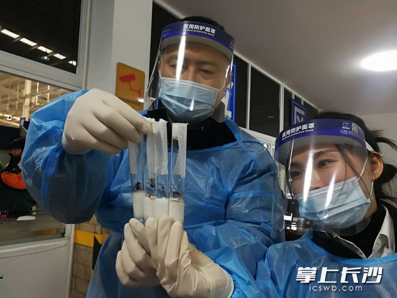 长沙海关所属长沙邮局海关从入境邮包中截获危险性活体蚂蚁。