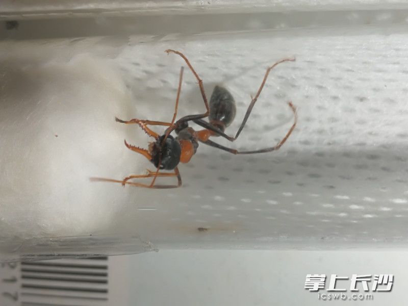 截获的蚂蚁最大的体长达2.5厘米。